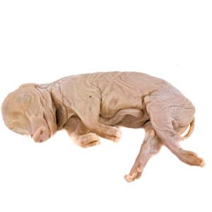 1 Wet Specimen Fetal Pig Preserved Collectible Taxidermy Piglet Oddity Oddities Curiosity Educational