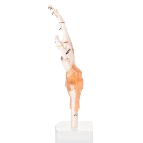 Image of Human Hand Joint Model with Ligaments ✮ Scientific Life Size with Premium Display Base ✮ Best Teaching Tool for Patient Education & Anatomy Study