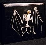 C & A Scientific - Premiere 51010 Real Bat Skeleton