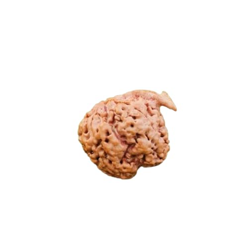 Ze-Creations Durable Ganesh Rudraksha Pendant for Astroloy Wearing Puja Ke Liye गणेश रुद्राक्ष साक्षात् भगवान गणेश जी आशीर्वाद Ganpati Rudraksha Naturally Joint Trunk Ruthratcham Gajanan Rudraksha-image-21