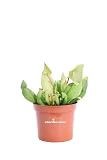 sarracenia purpurea rinvaso Altezza pianta: 10 cm - Diametro vaso: 9 cm