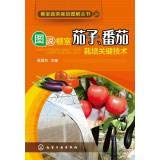 Greenhouse Vegetable Cultivation Graphic Series: Illustrated greenhouse eggplant. tomato cultivation