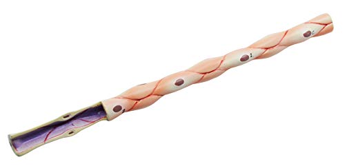 Image of EISCO 3 Piece Artery, Vein and Capillary Model Set, 13 Inch - Enlarged - Numbered - Cross Sections