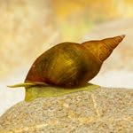 AQ4Aquaristik Calcium Snail Sticks - Futtersticks für Schnecken als Alleinfutter mit Kalzium und Vitaminen für kräftige Schneckenhäuser, 45g