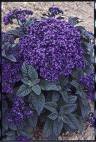 50 Blue Marine Heliotrope Heliotropium Arborescens Flower Seeds