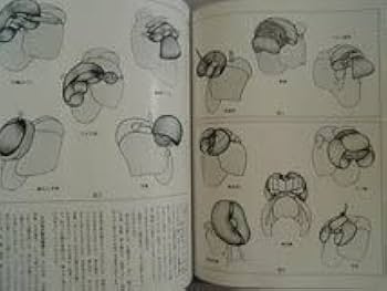 Amazon.co.jp: 大判 山田雅道の日本髪 2冊1.髪型と基礎理論編、2.結髪