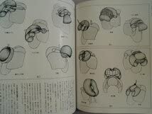 Amazon.co.jp: 大判 山田雅道の日本髪 2冊1.髪型と基礎理論編、2