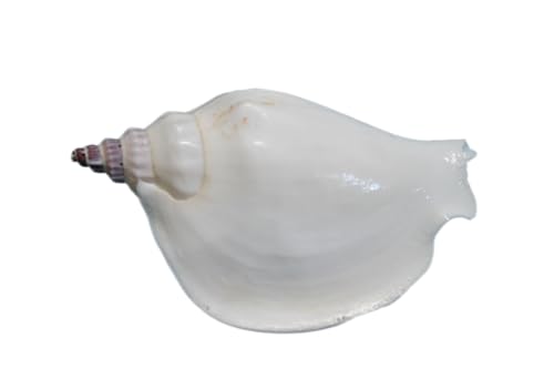 Strombus Epedromis 20 Count (commonly Called a swan Conch) is a Lovely Seashell Used for Coastal Decor, Weddings, Crafting and More! SS-356-20