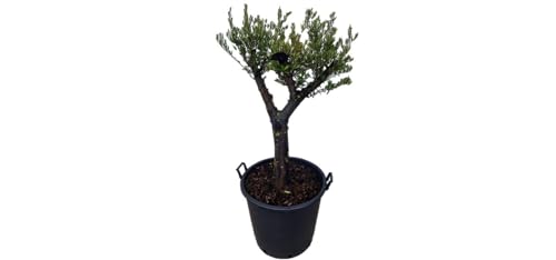 MAESTRO FERRETERO CARBOEXPOR - Olivo Natural de 30 años en Maceta