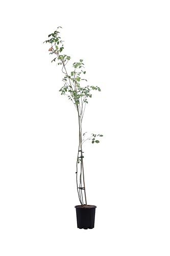 egarden.store - pianta vera di rosa rampicante bicolor | altezza: 120 cm - diametro vaso: 20 cm - firiorente colore giallo rosso resistente da coltivare all'esterno