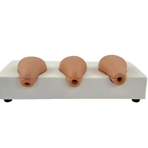 Kit d'anatomie utérine texture PVC pour développer les compétences chirurgicales