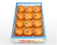 ���_�� �[�B �т� 3L�T�C�Y 1kg ���ϔ��� ��t�Y ���f �r�� �I�n�͔| �M�t�g �P���� �RL�T�C�Y�P�Q���ϔ���