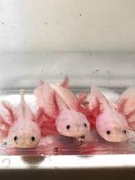Axolotl Food 1/16" Crumbles, Soft Moist Sinking Crumbles (Not Pellets) For Axolotls, Snails, Newts, Shrimp & All Fish. Rangen 1/16".1/4-Lb #TOP1