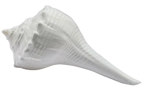 Image of Certified Dakshinavarti Shankh Original - Large Sankha for Puja Shell for Rituals and Decor - Authentic Dakshinavarti Shankh for Sacred Ceremonies Conch Sea Shell