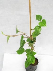 ShopCaart Pan Betel Leaf (Magai Paan) Meetha Paan (Sweet Paan) Live Healthy Plant for home garden Pack of 1 (6-12 Inch) (B0CM4BPSVX) Amazon Price History, Amazon Price Tracker