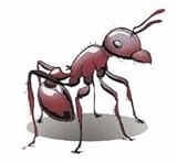 50 Live Harvester Ants to Replenish Your ant Farms.