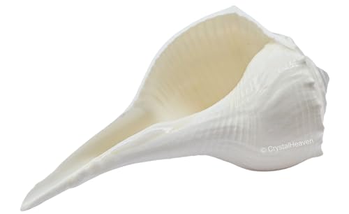 Image of Certified Dakshinavarti Shankh Original - 2 Inches Large Sankha for Puja Shell for Rituals and Decor - Authentic Dakshinavarti Shankh for Sacred Ceremonies Conch Sea Shell