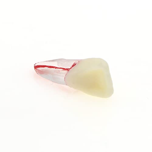 Debksgeoti DETESI-20230331-M8007 5Pcs Dental Root Canal Pulp Cavity Teeth Model Endodontic Practice Rct Typodont M8007 11# 14# 16# 21# 33# 34# 35# 36# 44# 45# Practicing Study Teach thumb #6