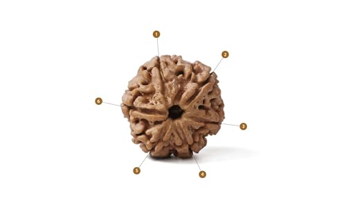 Image of Gemsmantra Energized 6 Mukhi Rudraksha Bead, Original Nepali Lab Certified, Natural Spiritual Accessory for Meditation and Spiritual Use for Men and Women (Regular Size)