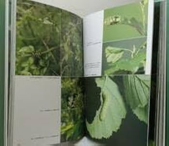 Amazon.co.jp: 自□ 大倉舜二 ゼフィルス24 日本産ミドリシジミ類24種