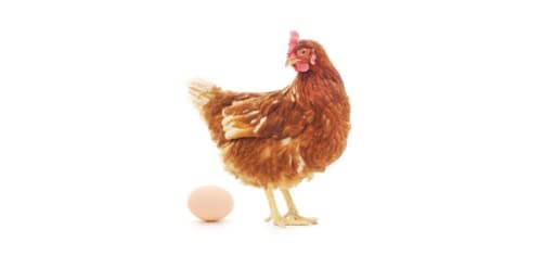 Aditya Industries Feed for Egg Laying Adult Chicken and Duck (1 kg) (B09P4XX8WS) Amazon Price History, Amazon Price Tracker