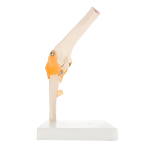 Coude squelette en PVC HEMOTON modèle pour école et formation