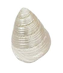 Original White LAXMI SHANKH/Conch/SHANKHU/for ZEAL and Positivity/Spirituality/by GOYAM MERCHANDO