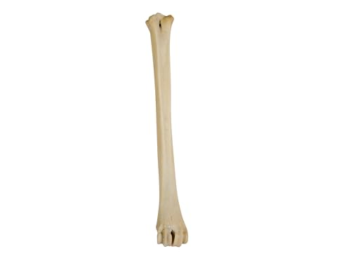 One Assorted Real Deer Leg Bone