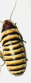 Halloween Madagascar Hissing Cockroach One Adult Female (Elliptorhina Javanica) by Honeybees100…
