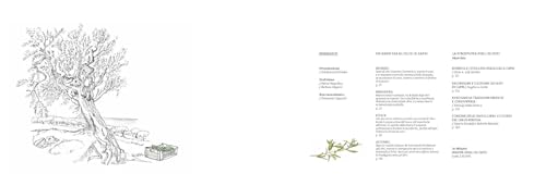 Gli Olivi Di Capri, Una Storia Di Agricoltura Eroica. Ediz. Illustrata - 2