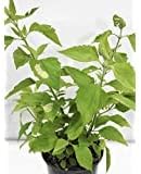 Miniatura 1 de ROMPE SARAGUEY CON RaizRompe - Planta Saraguey con raíces sugerimos que no elijas el envío estándar porque recibirás la planta seca muerta o rota