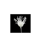 Artipistilos® Flor De Plumas - 11 Cms. X 8 Cms. Sin Contar El Tallo, Blanco Roto - Flores De Plumas