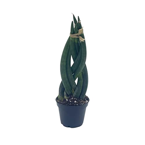 Braided African Spear Plant, Cylindrical Snake Plant, Spear Sansevieria, Sansevieria Cylindrica, Brazil St Barbara Sword Dracaena Angolensis #TOP6