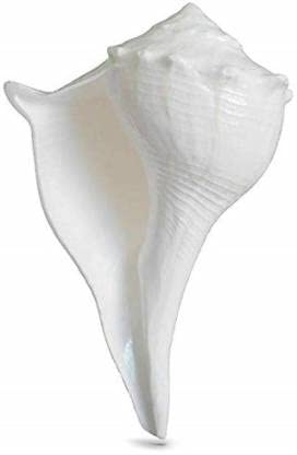 GenericConch Shell (Shankh for Diwali Pooja)