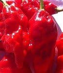 RED GHOST HOT PEPPER