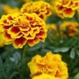 Sementes flores tagetes dobrado anão sortido 400mg