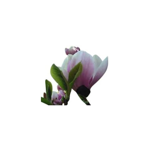 Garden Market Place Magnolia Soulangeana Plant Cover