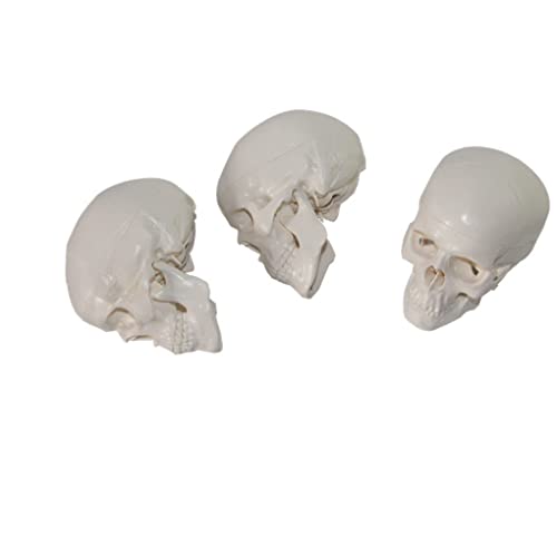 Modèle de mini crâne pour éducation anatomique sur bureau - 4