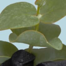 Miniatura 6 de Alleyoop Slow Your Roll Desodorante totalmente natural para mujeres y hombres en eucalipto de carbón, formulado con hidróxido de magnesio,