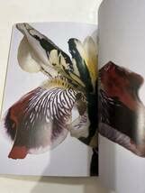 Amazon.co.jp: 荒木経惟 熊本ララバイ 熊本市現代美術館 写真集