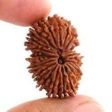 The Gallery Of GemstonesThe Gallery Of Gemstones 21 Mukhi | 21 Face Natural Nepal Rudraksha for God Shiva Puja by Lab Certified | 21mm-22mm