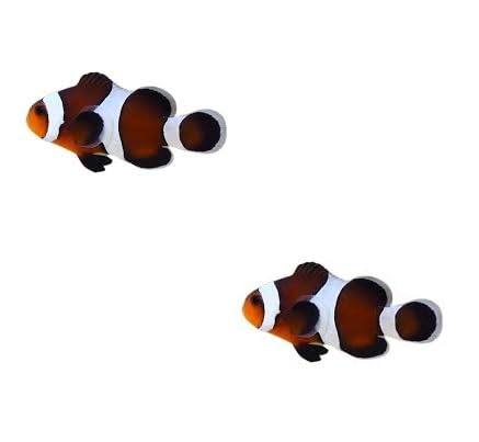 2-Pack Mocha Ocellaris Clownfish