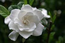 Brighter Blooms - Frost Proof Gardenia Shrub, 1 Gallon - No Shipping to AK, AZ, HI