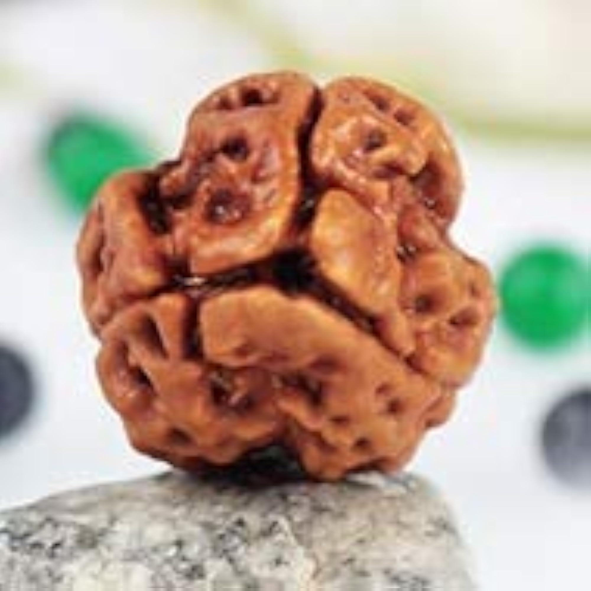 Three Mukhi Nepali Rudraksha Original Natural Bead