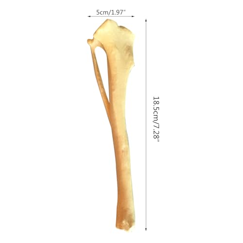 Modèle squelettique de tibia pour enseignement médical et ostéopathie canine
