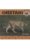 Cheetahs (Wild Cats) 1577650875 Book Cover