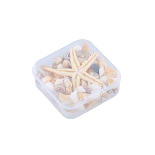 Daleweo Coquillage Decoration – Plus De 40 Pièces Naturelles Avec Étoile De Mer, Coquillages Pour Loisirs Créatifs, Décoration Maritime Pour Remplissage De Vases, Idée Cadeau Avec Boîte De Rangement