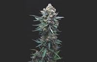 Three A Light: The best how to grow marijuana book out. The only guide to growing cannabis indoors and getting 3 a light yields. 0996614516 Book Cover