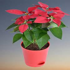 Poinsettia red live plant With pot // with pot poinsettia red live plant (Pack of 1) (B0CP465F8Y) Amazon Price History, Amazon Price Tracker