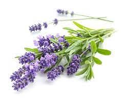 Kit com 3 Envelopes Sementes de Lavanda Isla Verdadeira Alfazema Flores Jardins Vasos Horta